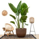 Strelitzia Augusta de luxe XXL - 250cm - ø38 - Afbeelding 2