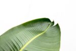Strelitzia Augusta de luxe XXL - 250cm - ø38 - Afbeelding 3