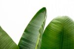 Strelitzia Augusta de luxe XXL - 250cm - ø38 - Afbeelding 4