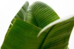Strelitzia Augusta de luxe XXL - 250cm - ø38 - Afbeelding 5