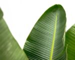 Strelitzia Augusta de luxe XXL - 250cm - ø38 - Afbeelding 6