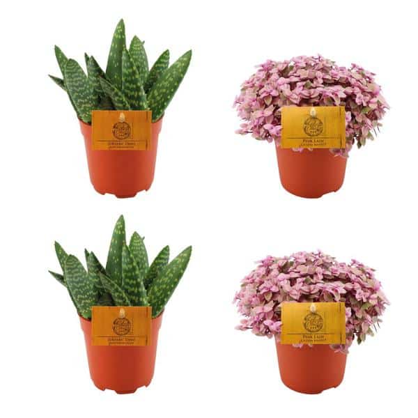 thumbnail_600-10233 2x Aloe Paradisicum + 2x Callisia Rosato -4 stuks -Ø10.5cm - ↕10cm - Afbeelding 1