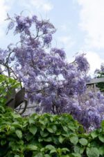 Wisteria sinensis 'Prolific' - Blauwe regen - Afbeelding 2