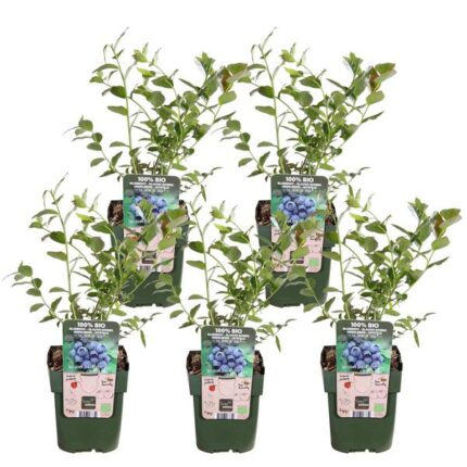 2x Wisteria sinensis 'Prolific' - ↨65cm - Ø15