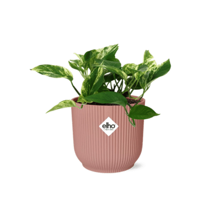 Scindapsus (Epipremnum) Marble Queen in ELHO Vibes Fold 14cm roze