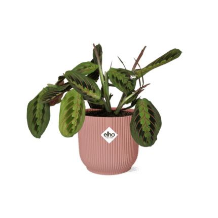 Maranta Leuconeura ‘Fascinator’ Tricolor in ELHO Vibes Fold 14cm roze