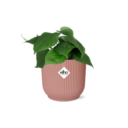 Philodendron Scandens in ELHO Vibes Fold 14cm roze