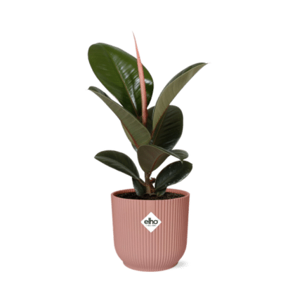 Ficus Elastica ‘Robusta’ in ELHO Vibes Fold 14cm roze