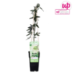 Passiflora caerulea 'Constance Elliot' - Passiebloem Wit - Afbeelding 4