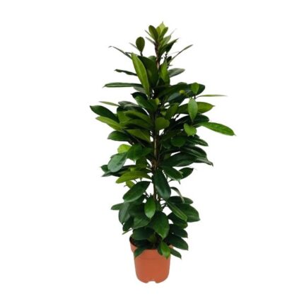 Ficus Cyathistipula Ø21cm - ↕105cm