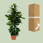 Ficus Cyathistipula Ø21cm - ↕105cm - Afbeelding 3