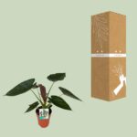 Alocasia Wentii - Ø19cm - ↕85cm - Afbeelding 3