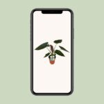 Alocasia Wentii - Ø19cm - ↕85cm - Afbeelding 4