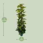 Schefflera Arboricola Gerda - Ø20cm - ↕90cm - Afbeelding 2