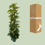 Schefflera Arboricola Gerda - Ø20cm - ↕90cm - Afbeelding 3