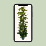 Schefflera Arboricola Gerda - Ø20cm - ↕90cm - Afbeelding 4