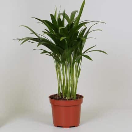 Areca Dypsis - Areca Dypsis Ø12 ↕35