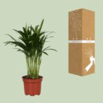 Areca Catechu - Ø12cm - ↕35cm - Afbeelding 3