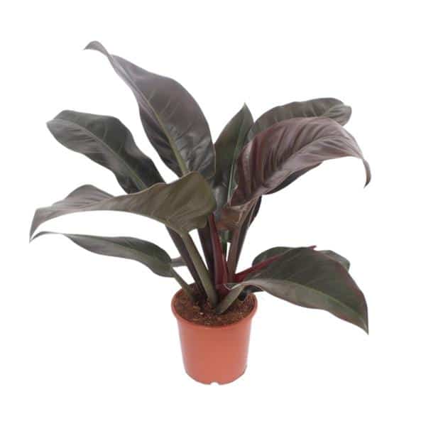 thumbnail_600-6160 Philodendron Imperial Red - Ø17cm - ↕60cm - Afbeelding 1