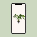 Philodendron Green Wonder - Ø24cm - ↕100cm - Afbeelding 4