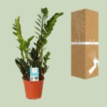 Zamioculcas Zamiifolia - Ø14cm - ↕45cm - Afbeelding 3