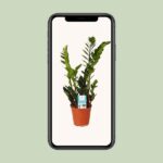 Zamioculcas Zamiifolia - Ø14cm - ↕45cm - Afbeelding 4