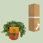 Sedum Tornado - Ø11cm - ↕15cm - Afbeelding 3