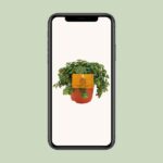 Sedum Tornado - Ø11cm - ↕15cm - Afbeelding 4