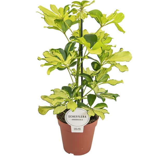 thumbnail_600-7618 Schefflera Melanie - Ø13cm - ↕45cm - Afbeelding 1