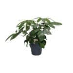 Schefflera Actinophylla - Ø21cm - ↕80cm