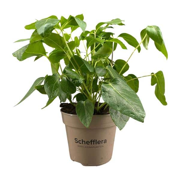 thumbnail_600-7974 Schefflera Artinolphylla - Ø15cm - ↕45cm - Afbeelding 1