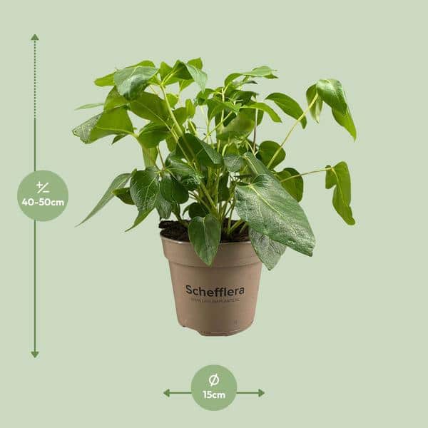 thumbnail_600-7975 Schefflera Artinolphylla - Ø15cm - ↕45cm - Afbeelding 2