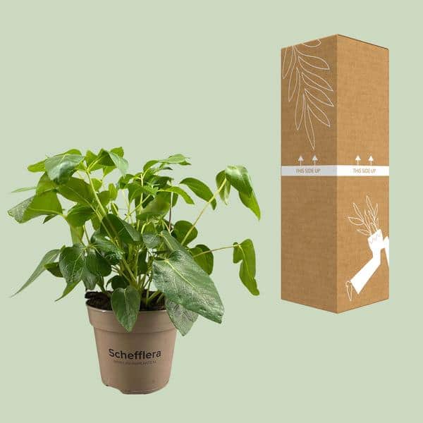 thumbnail_600-7977 Schefflera Artinolphylla - Ø15cm - ↕45cm - Afbeelding 3