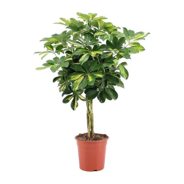thumbnail_600-8011 Schefflera Arboricola Gold Capella - Ø19cm - ↕75cm - Afbeelding 1