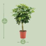 Schefflera Arboricola Gold Capella - Ø19cm - ↕75cm - Afbeelding 2