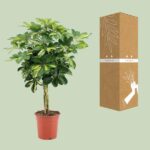 Schefflera Arboricola Gold Capella - Ø19cm - ↕75cm - Afbeelding 3