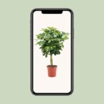 Schefflera Arboricola Gold Capella - Ø19cm - ↕75cm - Afbeelding 4