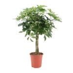 Schefflera Arboricola Nora - Ø19cm - ↕75cm