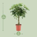 Schefflera Arboricola Nora - Ø19cm - ↕75cm - Afbeelding 2