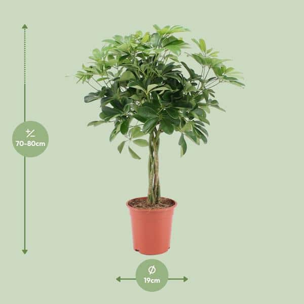 thumbnail_600-8020 Schefflera Arboricola Nora - Ø19cm - ↕75cm - Afbeelding 2