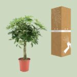 Schefflera Arboricola Nora - Ø19cm - ↕75cm - Afbeelding 3
