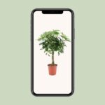 Schefflera Arboricola Nora - Ø19cm - ↕75cm - Afbeelding 4