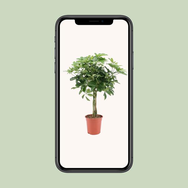 thumbnail_600-8024 Schefflera Arboricola Nora - Ø19cm - ↕75cm - Afbeelding 4