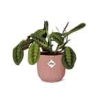 Maranta Leuconeura ‘Fascinator’ Tricolor in ELHO Vibes Fold 14cm roze - Afbeelding 2