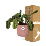 Maranta Leuconeura ‘Fascinator’ Tricolor in ELHO Vibes Fold 14cm roze - Afbeelding 4