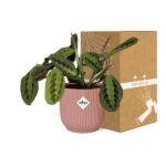Maranta Leuconeura ‘Fascinator’ Tricolor in ELHO Vibes Fold 14cm roze - Afbeelding 5