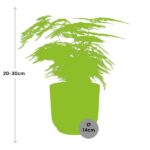 Asparagus Setaceus ‘Plumosus’ in ELHO Vibes Fold 14cm roze - Afbeelding 3