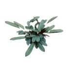 Ctenanthe Oppenheimiana - Ø17cm - ↕70cm