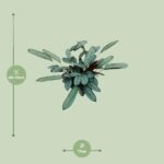 Ctenanthe Oppenheimiana - Ø17cm - ↕70cm - Afbeelding 2