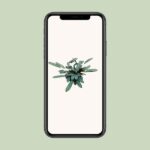 Ctenanthe Oppenheimiana - Ø17cm - ↕70cm - Afbeelding 4